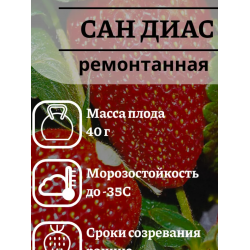 Саженец Земляника садовая ремонтантная Сан Диас 1куст (ОСП) Унисем